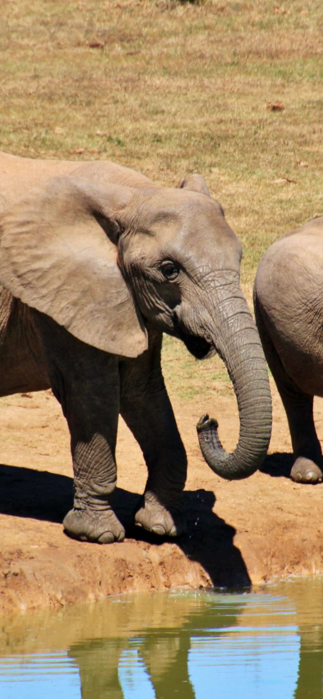 Обои африканский слон Буша, Слон, бивень, слоны и мамонты, наземные животные в разрешении 1125x2436