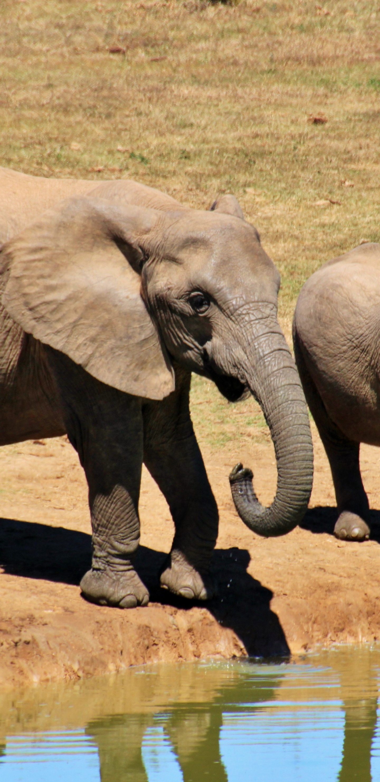 Обои африканский слон Буша, Слон, бивень, слоны и мамонты, наземные животные в разрешении 1440x2960