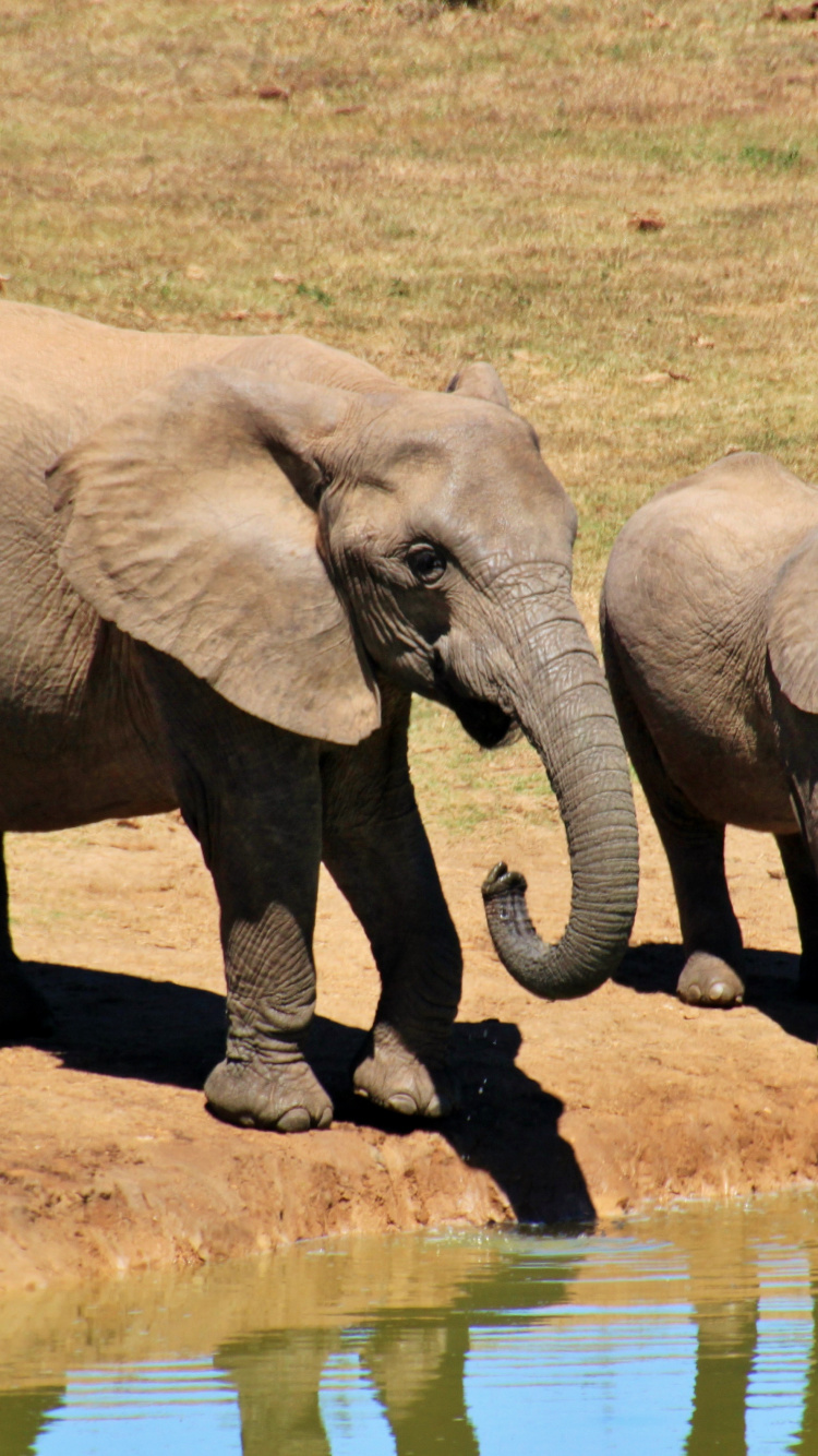 Обои африканский слон Буша, Слон, бивень, слоны и мамонты, наземные животные в разрешении 750x1334