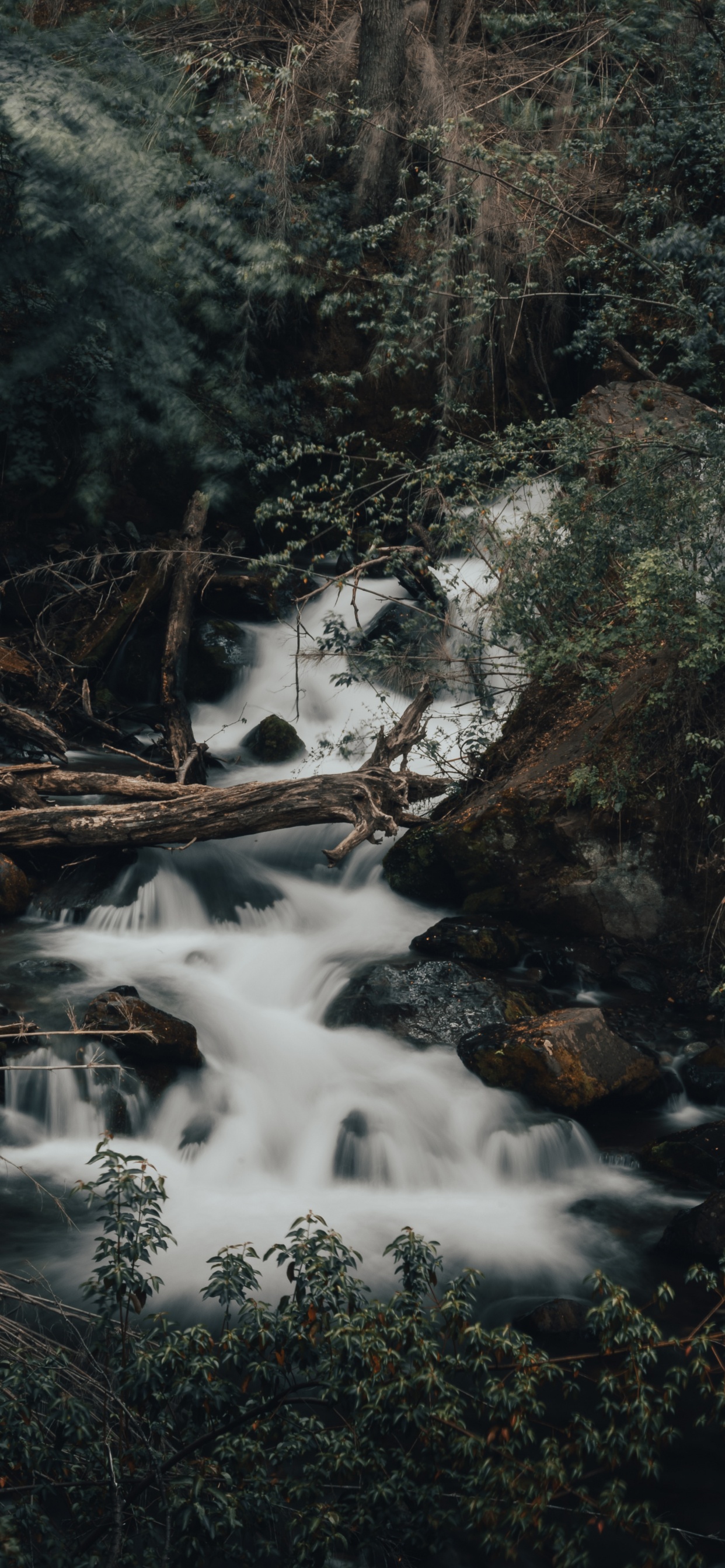 Обои поток, тропические леса, водоток, вода, природный ландшафт в разрешении 1242x2688