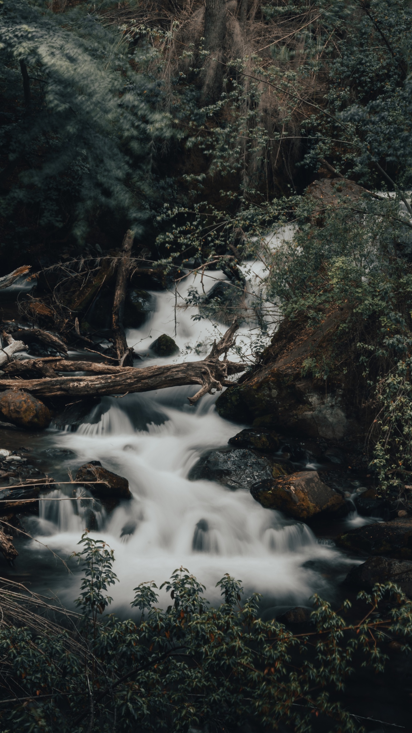 Обои поток, тропические леса, водоток, вода, природный ландшафт в разрешении 1440x2560
