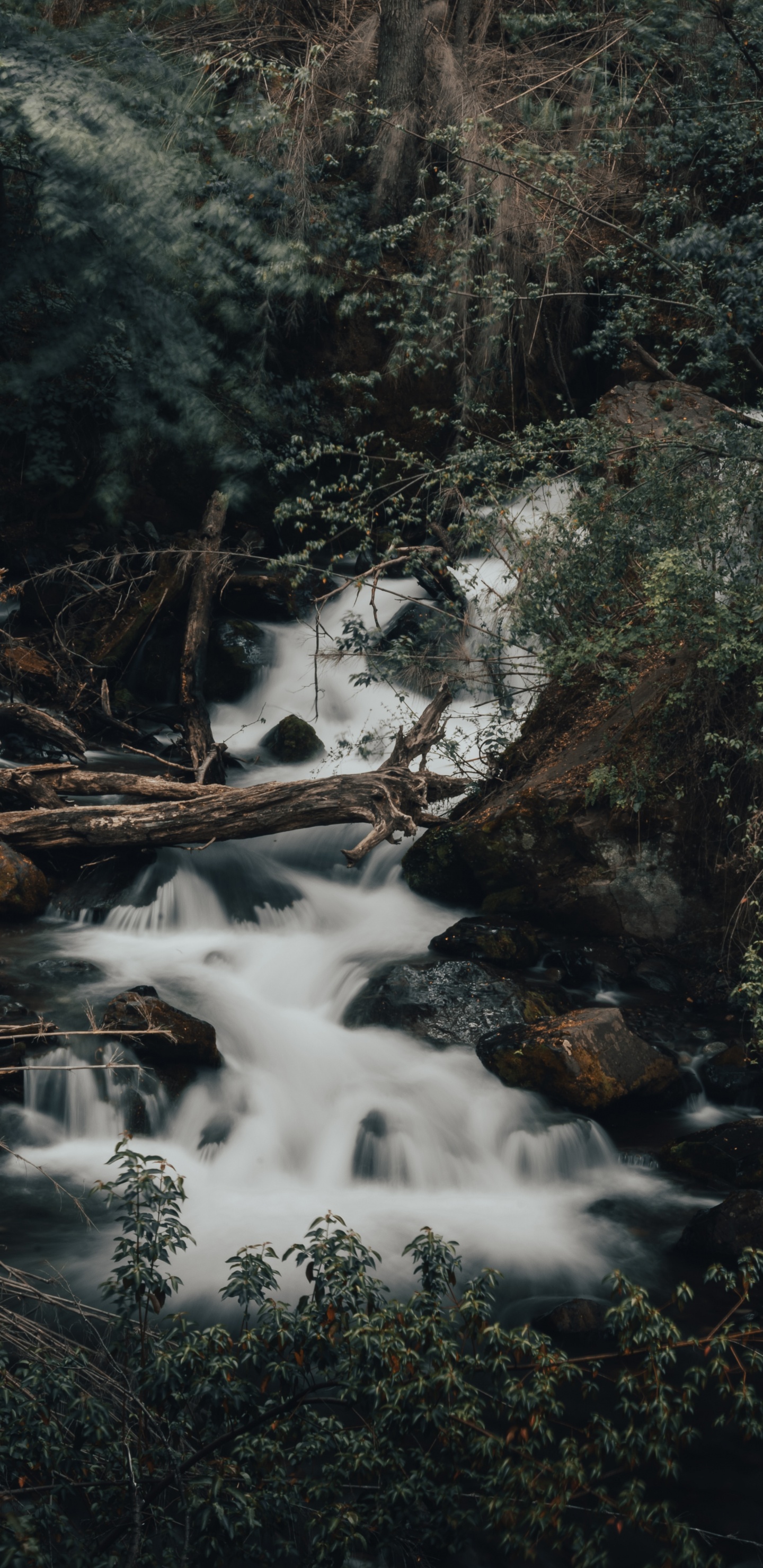 Обои поток, тропические леса, водоток, вода, природный ландшафт в разрешении 1440x2960