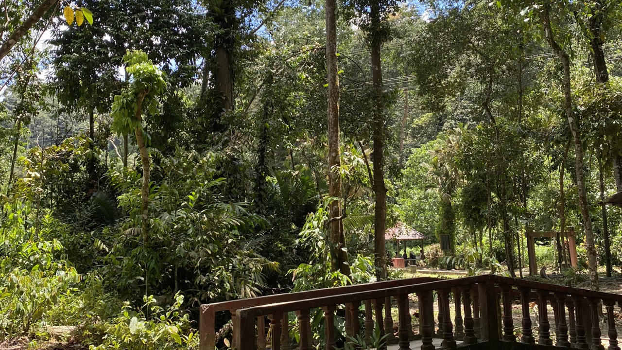 Обои природа, тропические леса, растительность, джунгли, окружающая среда в разрешении 1280x720