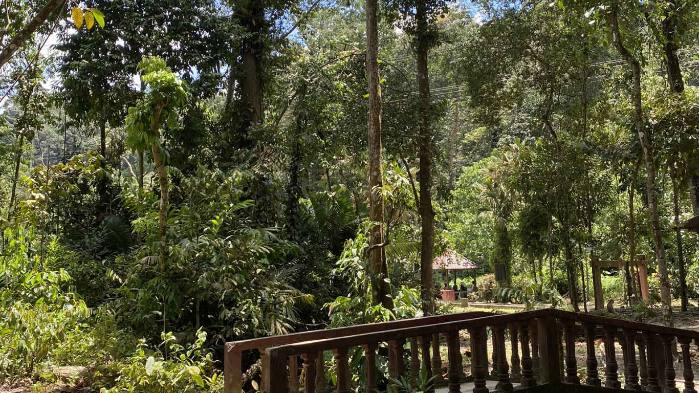 Обои природа, тропические леса, растительность, джунгли, окружающая среда в разрешении 1366x768