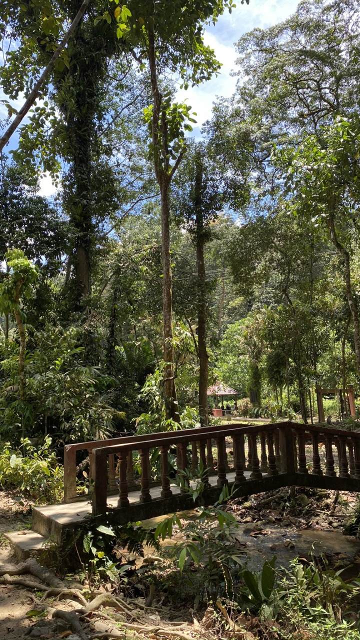 Обои природа, тропические леса, растительность, джунгли, окружающая среда в разрешении 720x1280