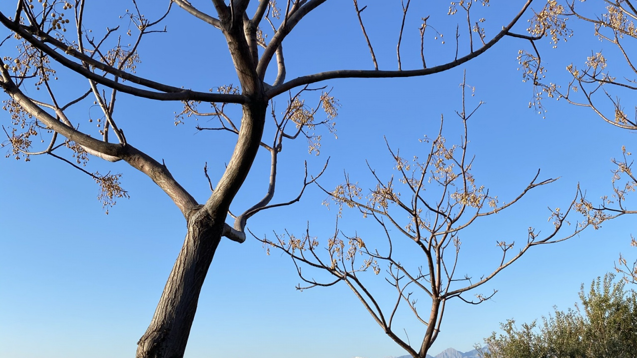 Обои лист, наука, растение, физика, биология в разрешении 1280x720