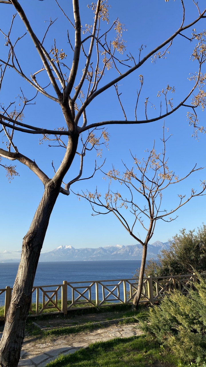 Обои лист, наука, растение, физика, биология в разрешении 720x1280