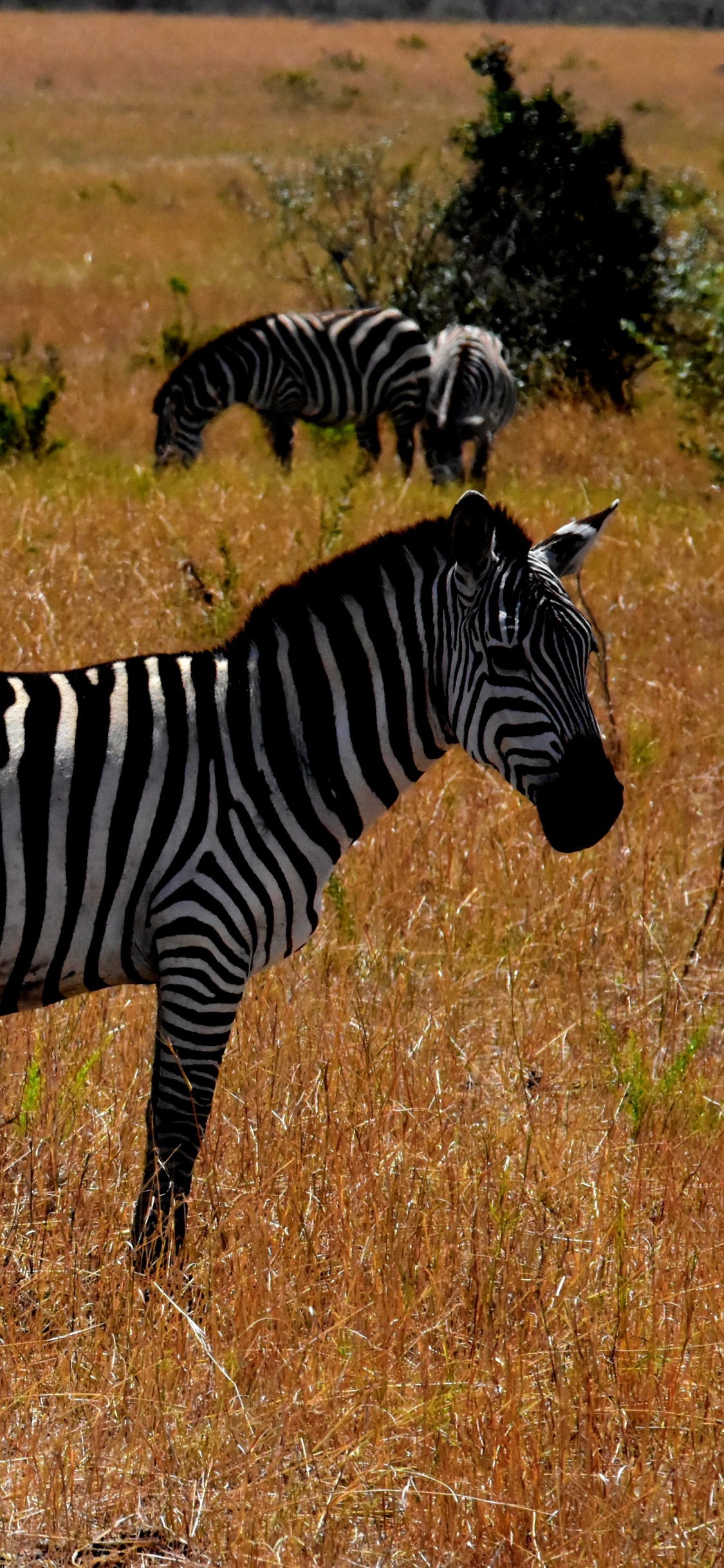 Обои дикая местность, путешествие, сафари-парк, живая природа, зебра в разрешении 1125x2436