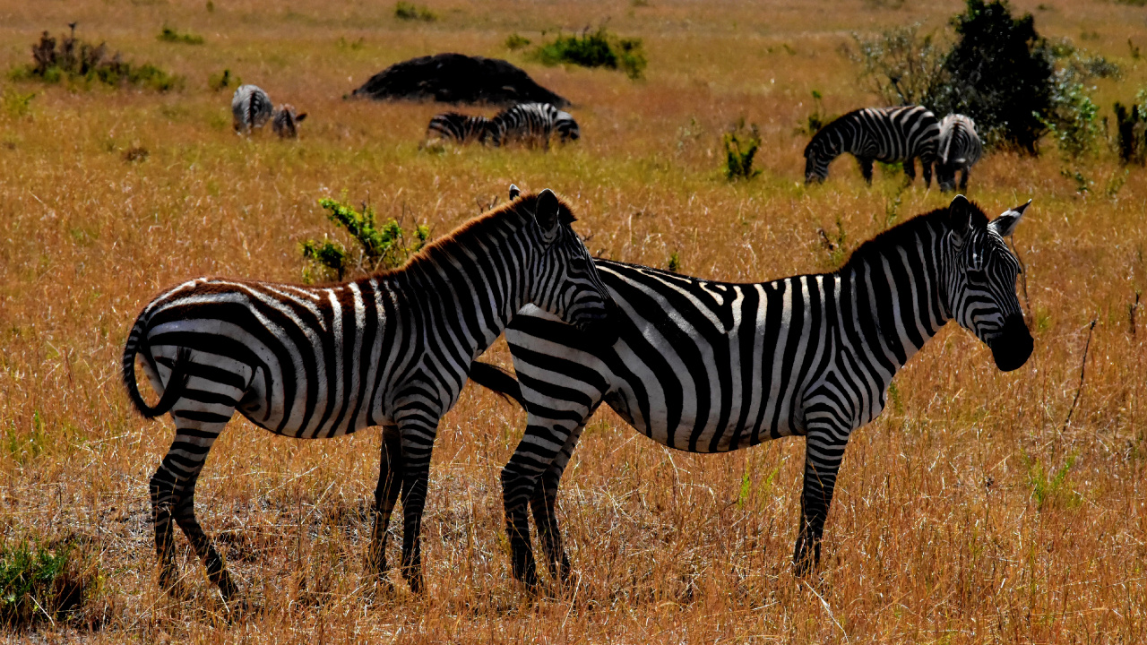 Обои дикая местность, путешествие, сафари-парк, живая природа, зебра в разрешении 1280x720
