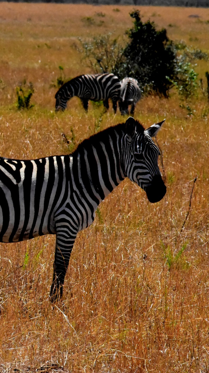Обои дикая местность, путешествие, сафари-парк, живая природа, зебра в разрешении 720x1280