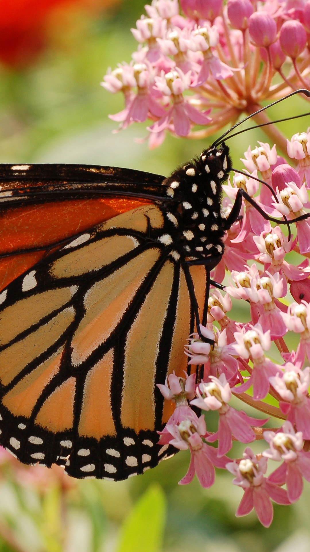 Обои бабочкамонарх, Монарх миграция бабочек, мотыльки и бабочки, бабочка, насекомое в разрешении 1080x1920
