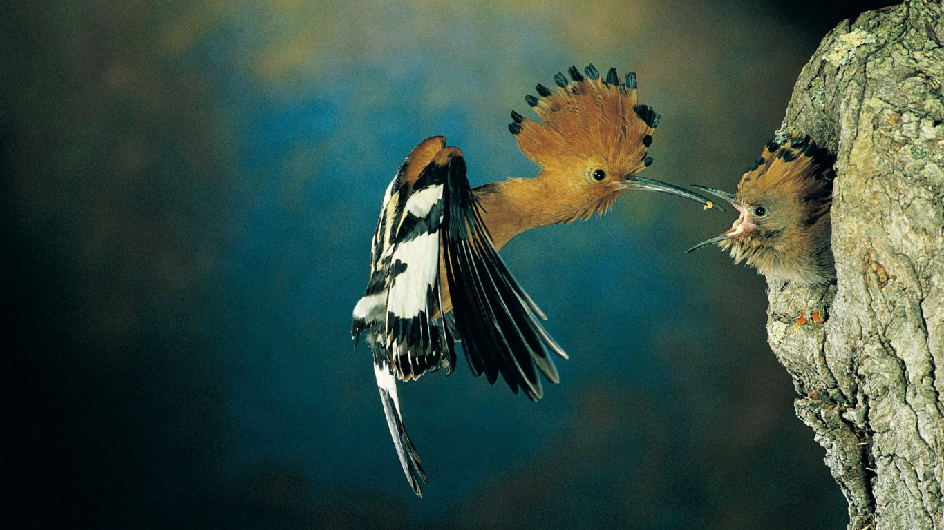 Обои птичье гнездо, крыло, птица, живая природа, попугай в разрешении 1366x768