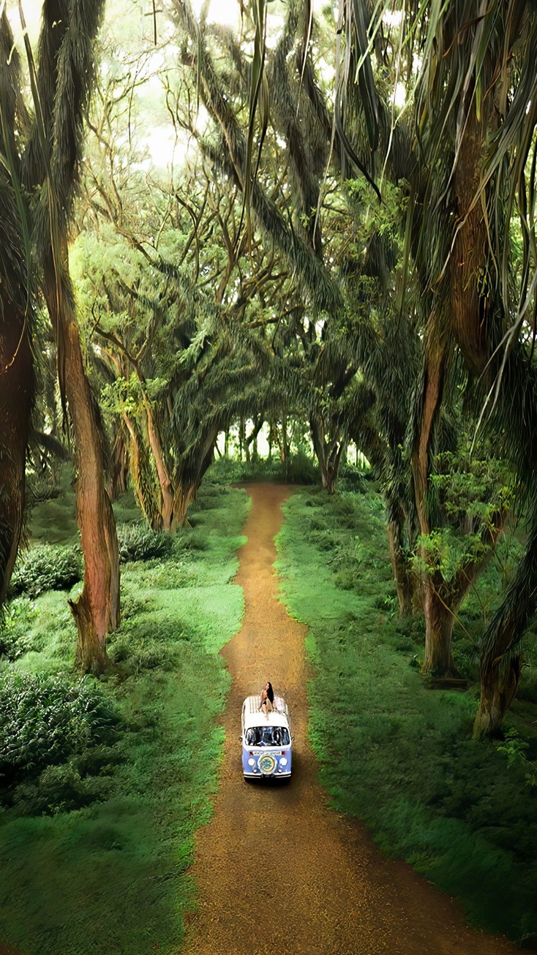 Обои роща, лес де Джаватан, служащий, растение, окружающая среда в разрешении 1080x1920