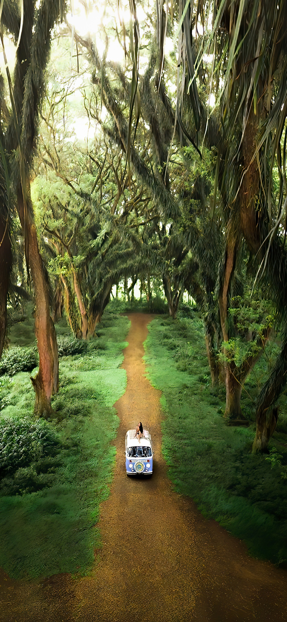 Обои роща, лес де Джаватан, служащий, растение, окружающая среда в разрешении 1125x2436