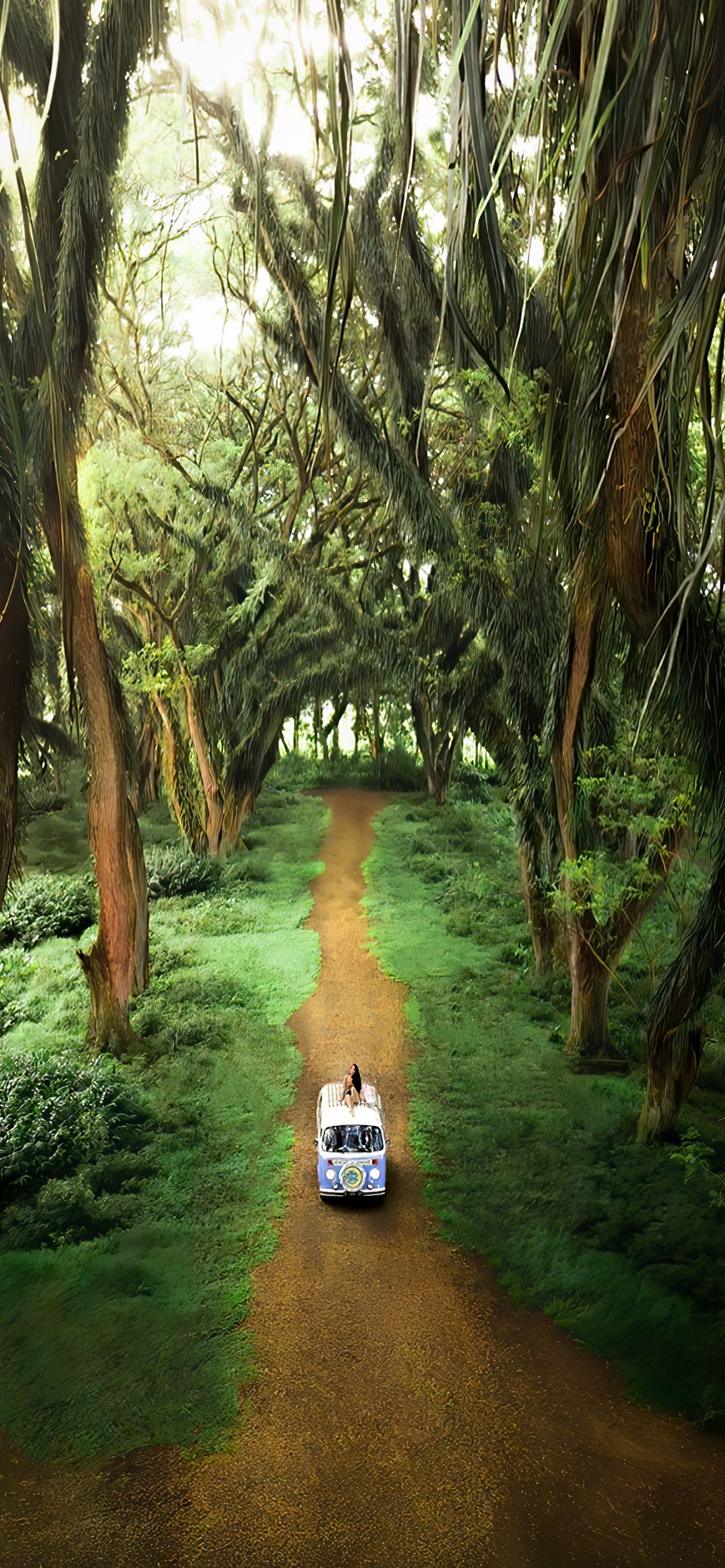 Обои роща, лес де Джаватан, служащий, растение, окружающая среда в разрешении 1242x2688