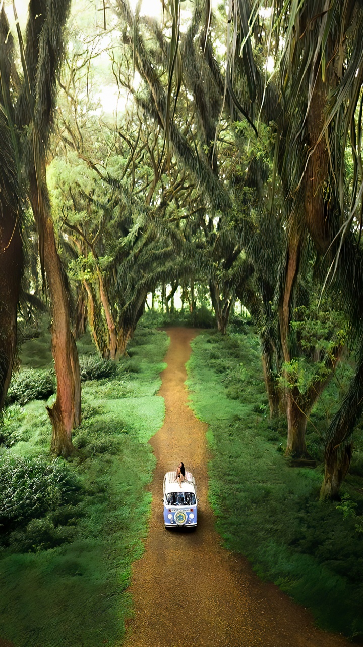 Обои роща, лес де Джаватан, служащий, растение, окружающая среда в разрешении 720x1280