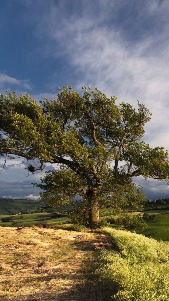 Обои природа, дерево, облако, сенокосное угодье, холм в разрешении 720x1280
