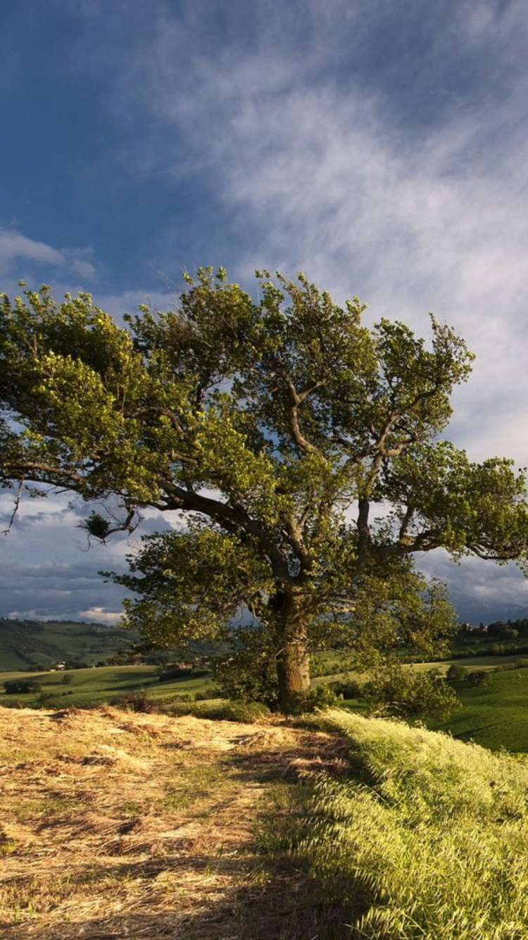 Обои природа, дерево, облако, сенокосное угодье, холм в разрешении 750x1334