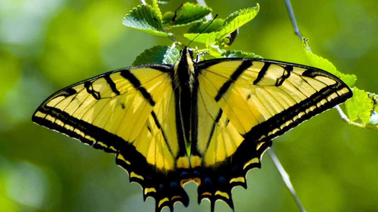 Обои насекомое, бабочка Махаон, мотыльки и бабочки, бабочка, беспозвоночных в разрешении 1280x720