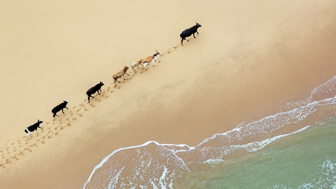 Обои андроид 8 1, Google Pixel 3a XL, андроид, Андроид Орео, Нуга Андроид в разрешении 1366x768