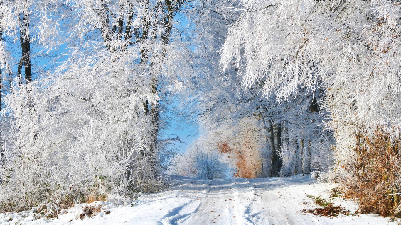 Обои ПК hintergrundbilder Шнее, сезон, зима, снег, дерево в разрешении 1366x768