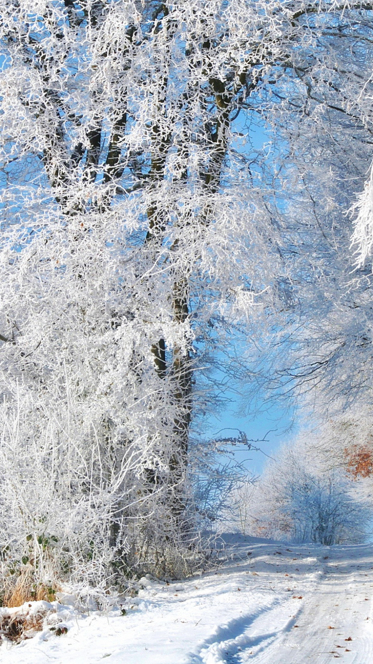 Обои ПК hintergrundbilder Шнее, сезон, зима, снег, дерево в разрешении 750x1334