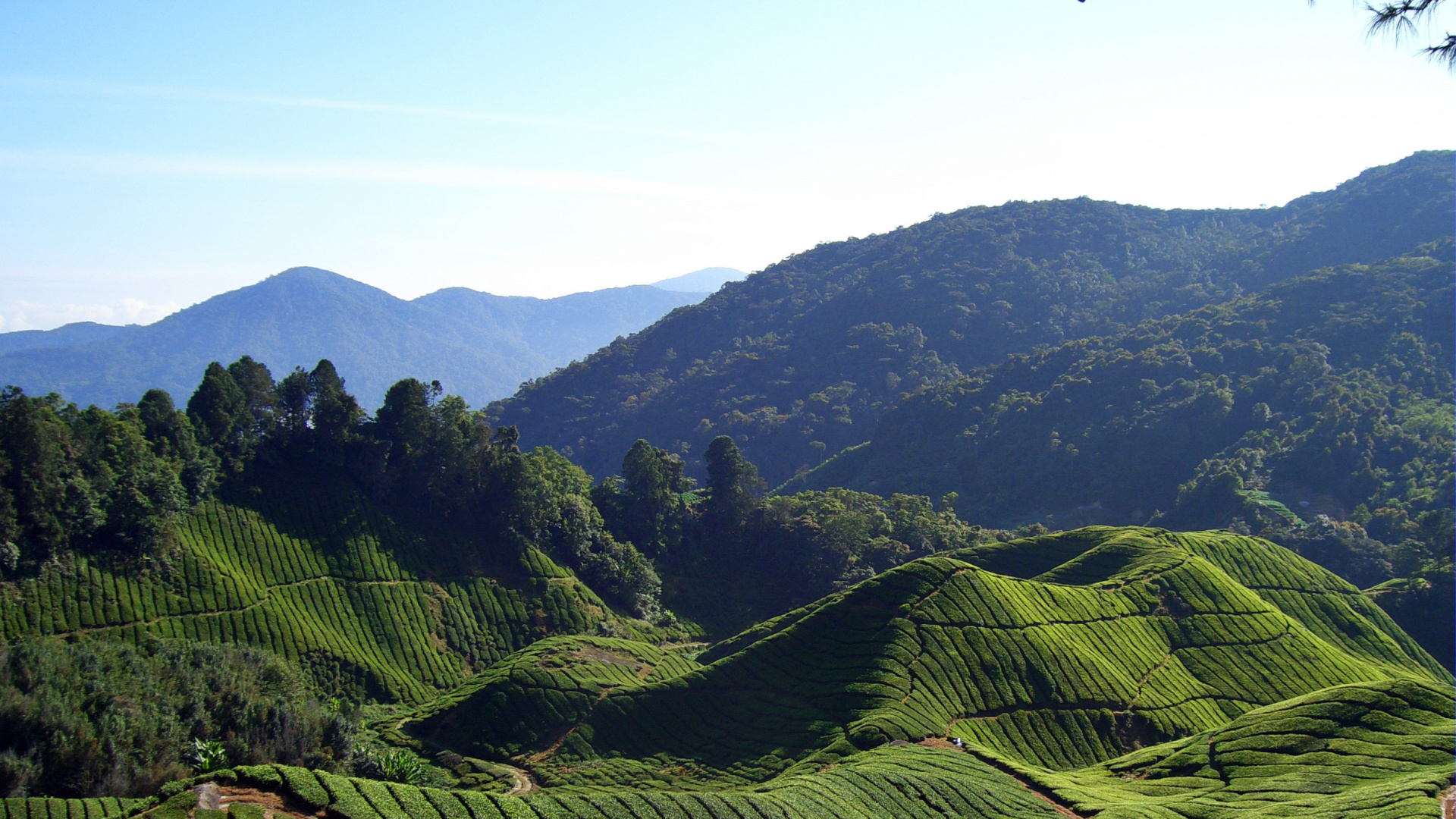 Обои горная станция, нагорье, плантация, горный рельеф, растительность в разрешении 1920x1080