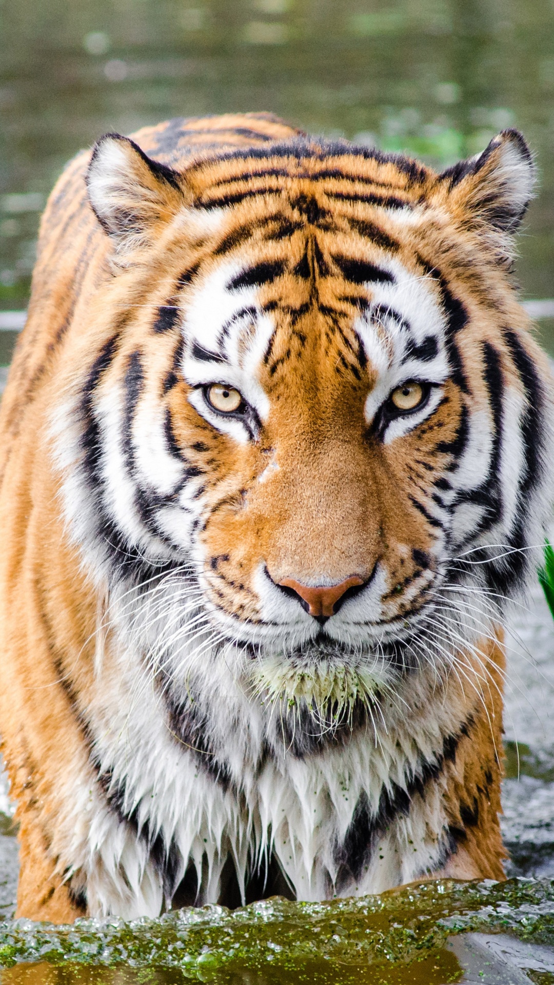 Обои бенгальский тигр, тигр, живая природа, наземные животные, Амурский тигр в разрешении 1080x1920