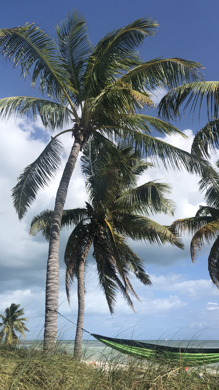 Обои Кокос, рассада, Бабассу, природа, дерево в разрешении 750x1334