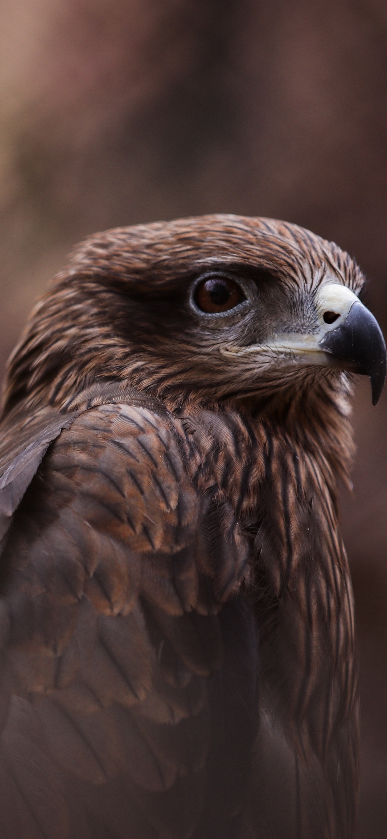 Обои хищная птица, ястреб, обыкновенный канюк, птица, клюв в разрешении 1242x2688