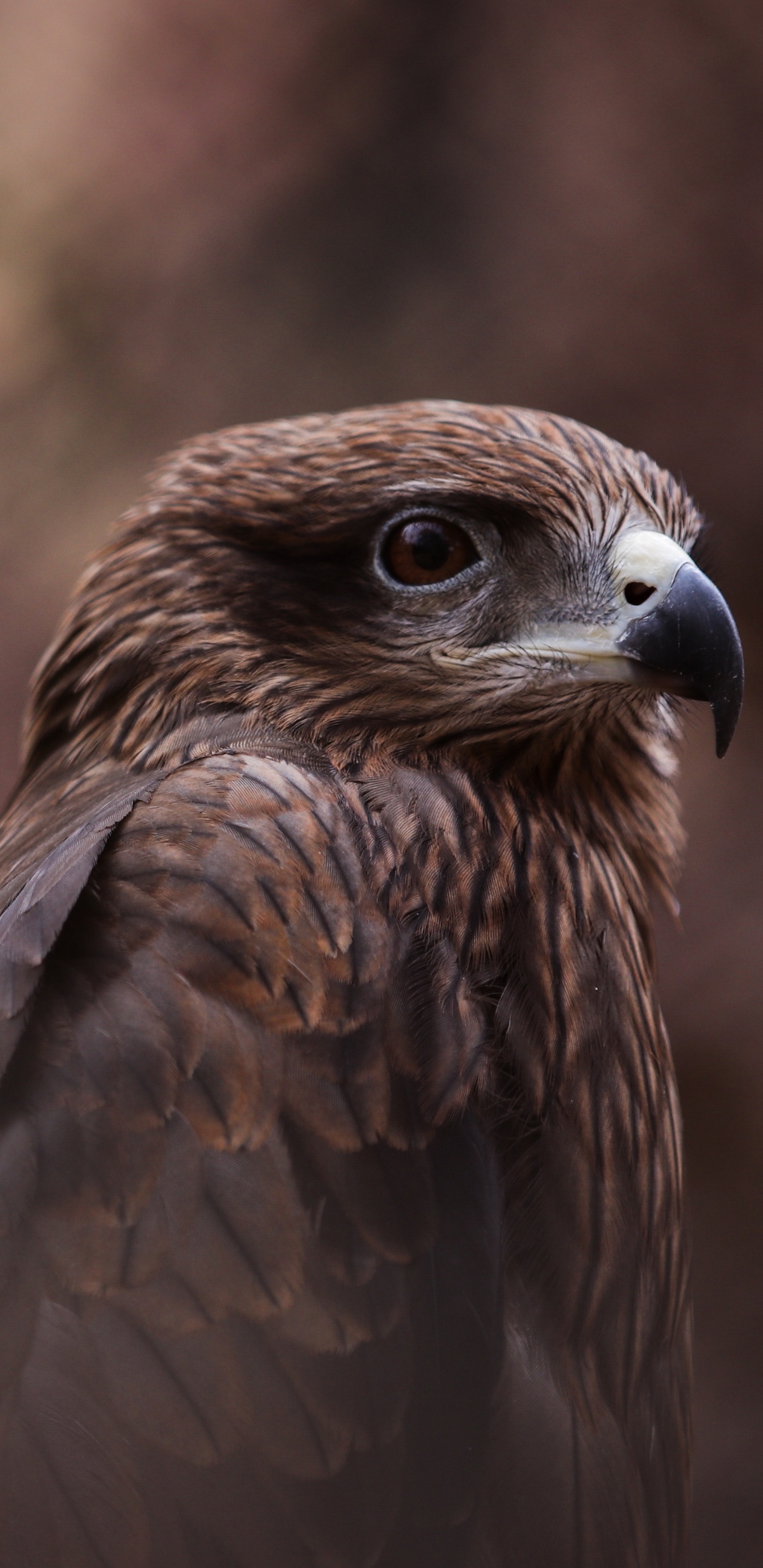 Обои хищная птица, ястреб, обыкновенный канюк, птица, клюв в разрешении 1440x2960