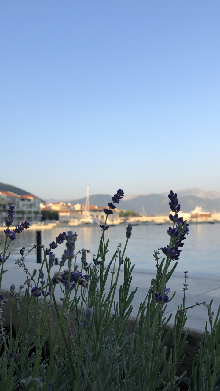 Обои вода, растительное сообщество, наука, гидроресурсы, Банк в разрешении 720x1280