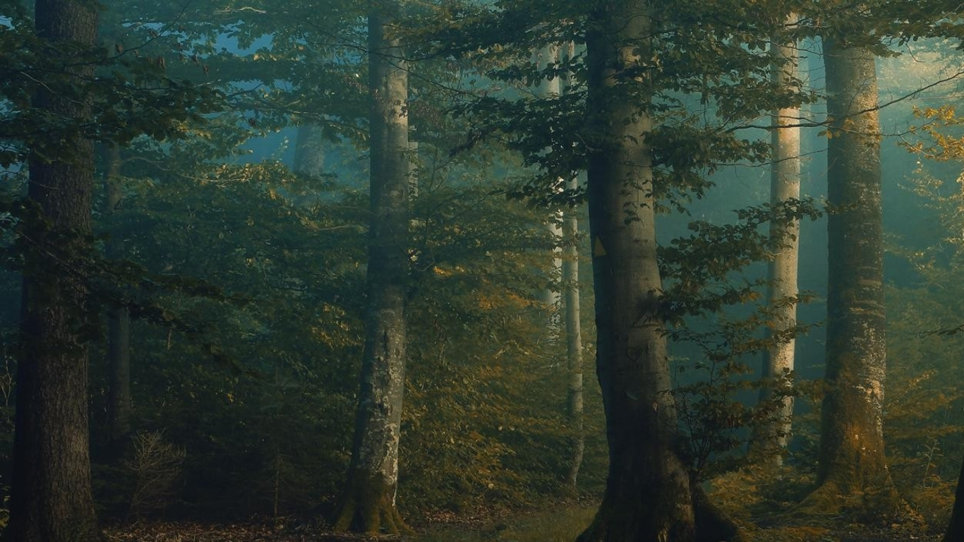 Обои дерево, лес, лесистая местность, экосистема, ель еловый лес в разрешении 1366x768