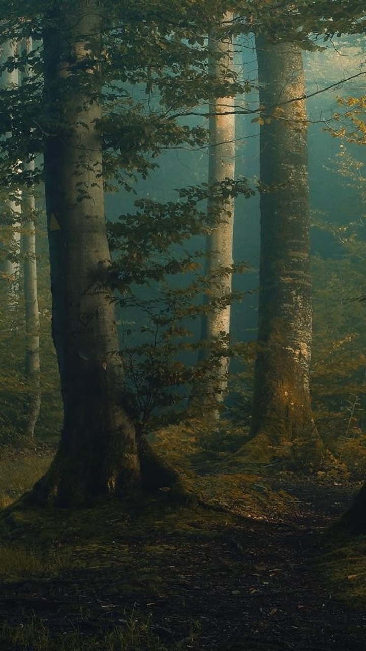 Обои дерево, лес, лесистая местность, экосистема, ель еловый лес в разрешении 720x1280