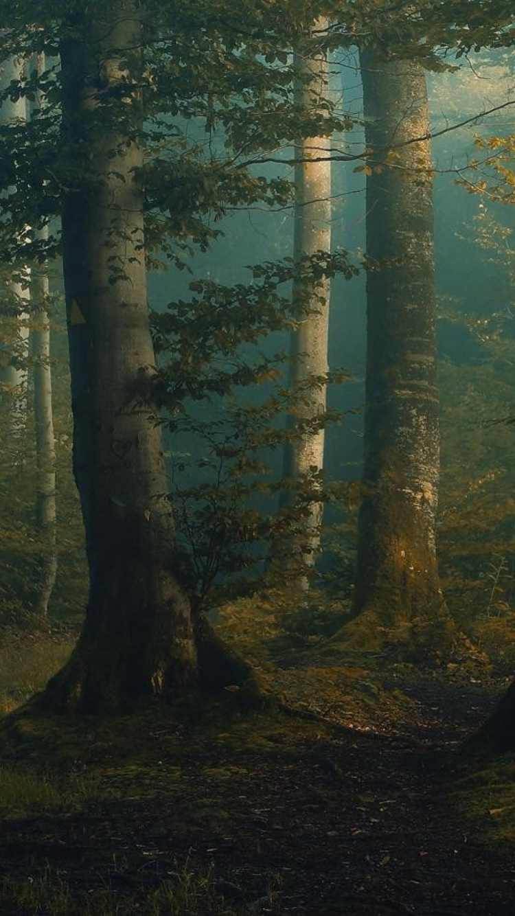 Обои дерево, лес, лесистая местность, экосистема, ель еловый лес в разрешении 750x1334