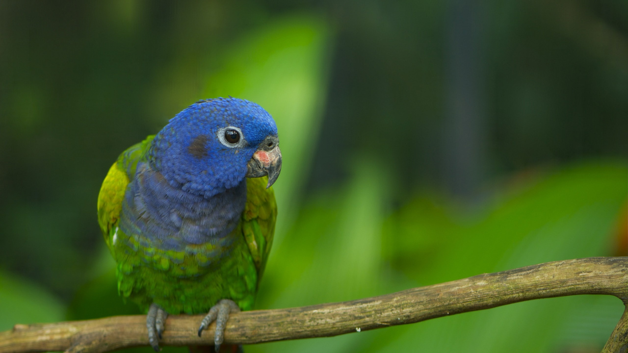 Обои Ара, птица, клюв, попугай, длиннохвостый попугай в разрешении 1280x720