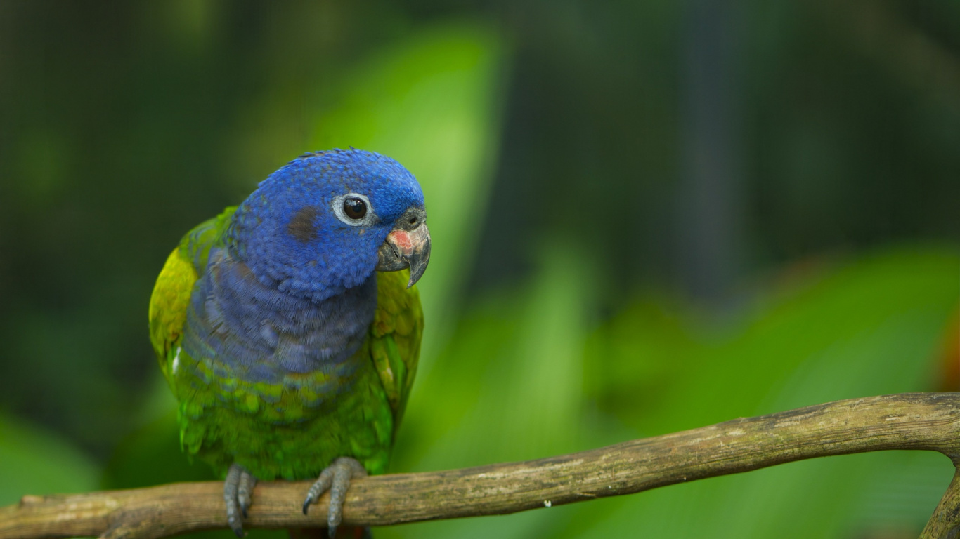 Обои Ара, птица, клюв, попугай, длиннохвостый попугай в разрешении 1366x768