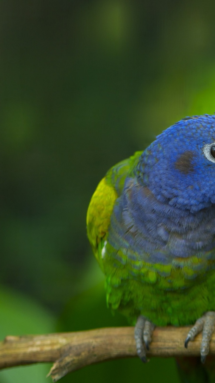 Обои Ара, птица, клюв, попугай, длиннохвостый попугай в разрешении 720x1280