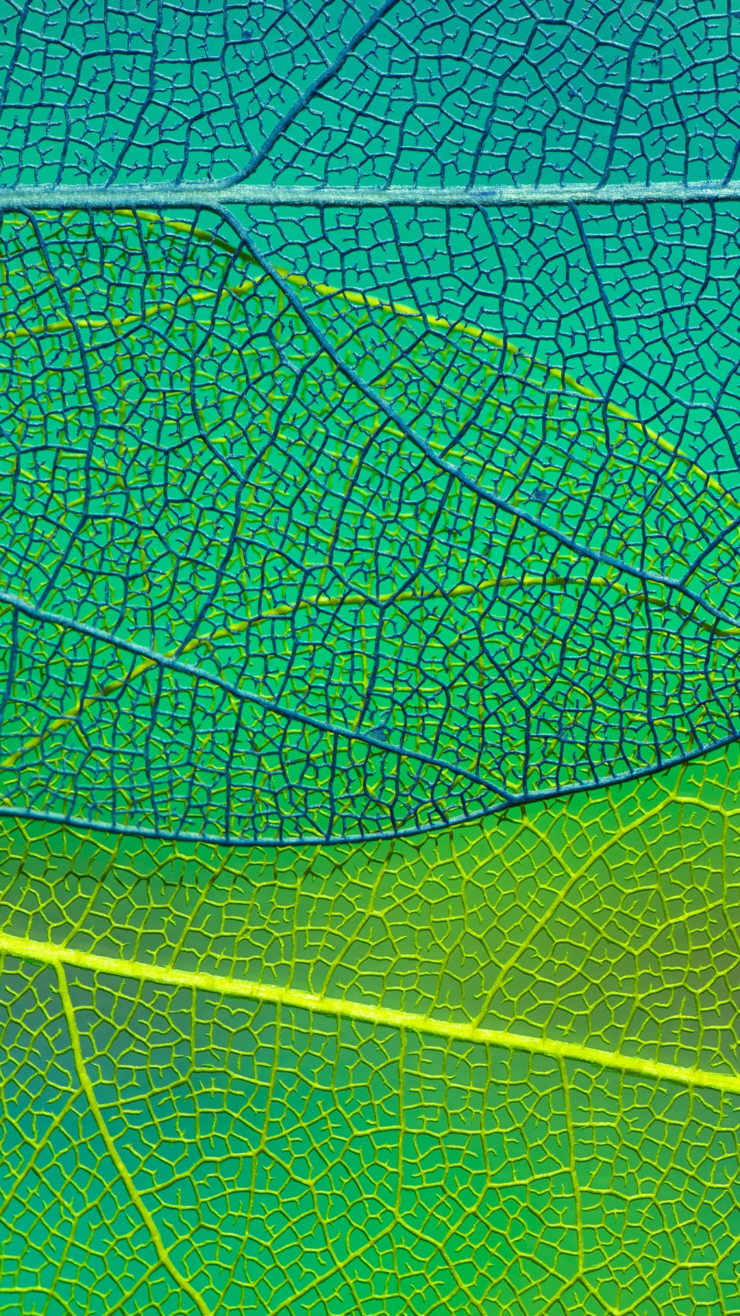 Обои лист, растение, Аква, симметрия, узор в разрешении 1080x1920