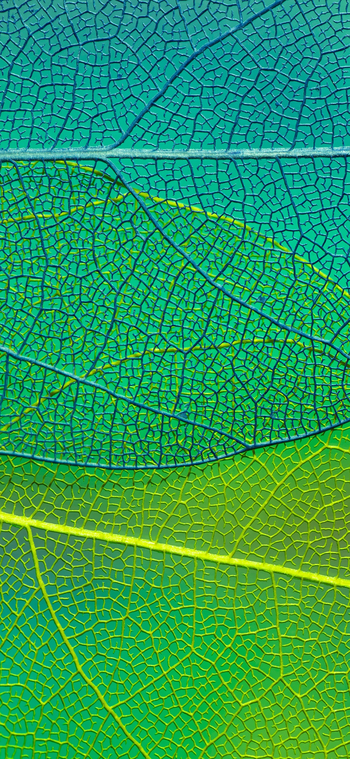 Обои лист, растение, Аква, симметрия, узор в разрешении 1125x2436