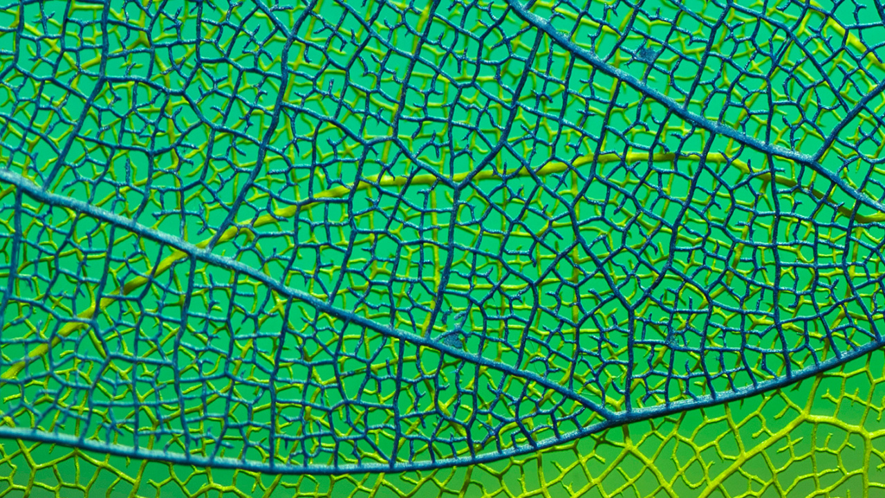 Обои лист, растение, Аква, симметрия, узор в разрешении 1280x720