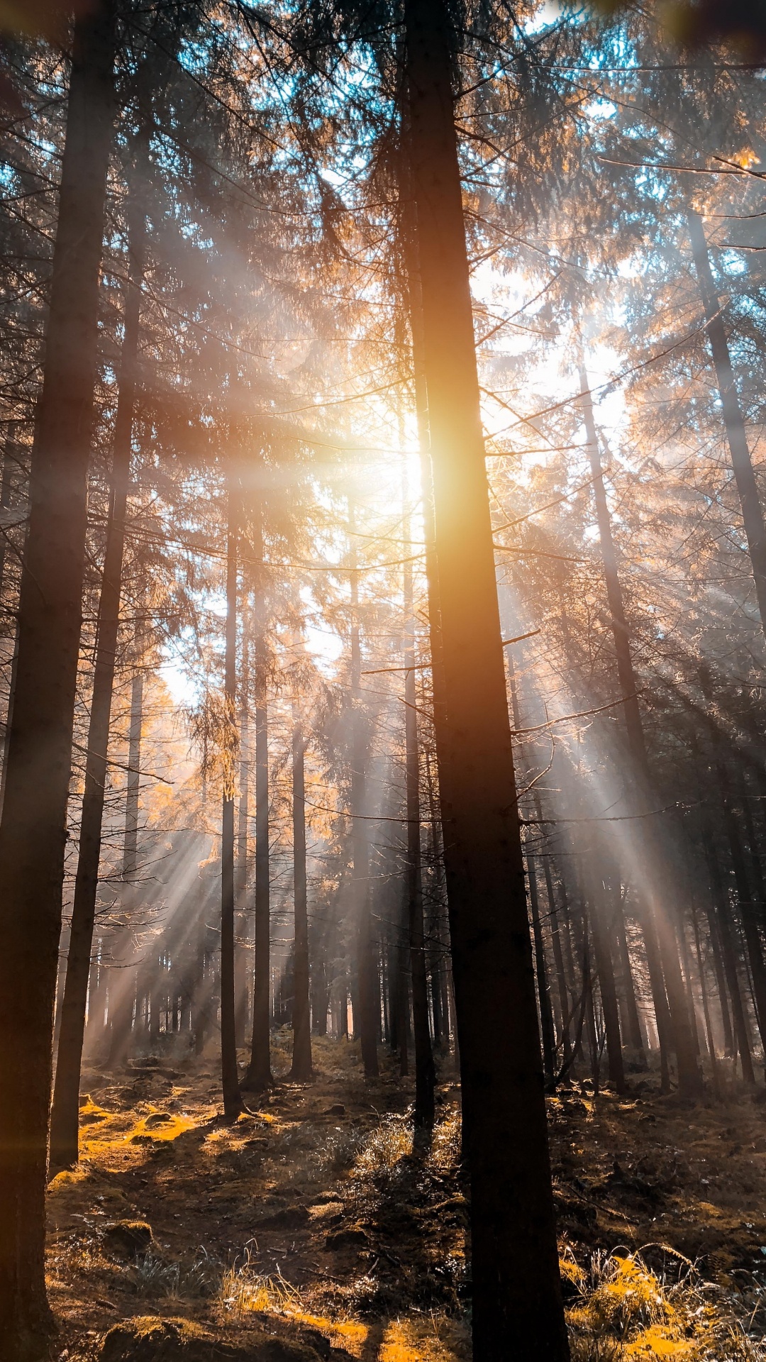 Обои природа, Гоночная трасса Спа-Франкоршам, дерево, Франкоршам, атмосфера в разрешении 1080x1920