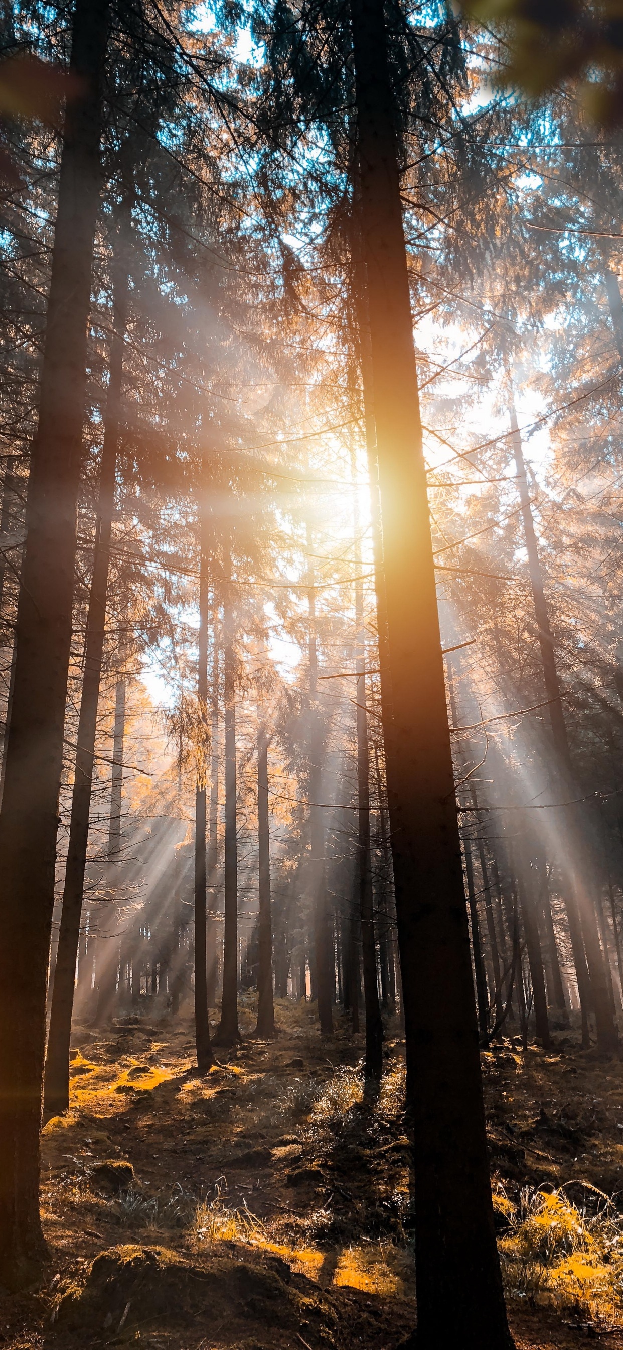 Обои природа, Гоночная трасса Спа-Франкоршам, дерево, Франкоршам, атмосфера в разрешении 1242x2688