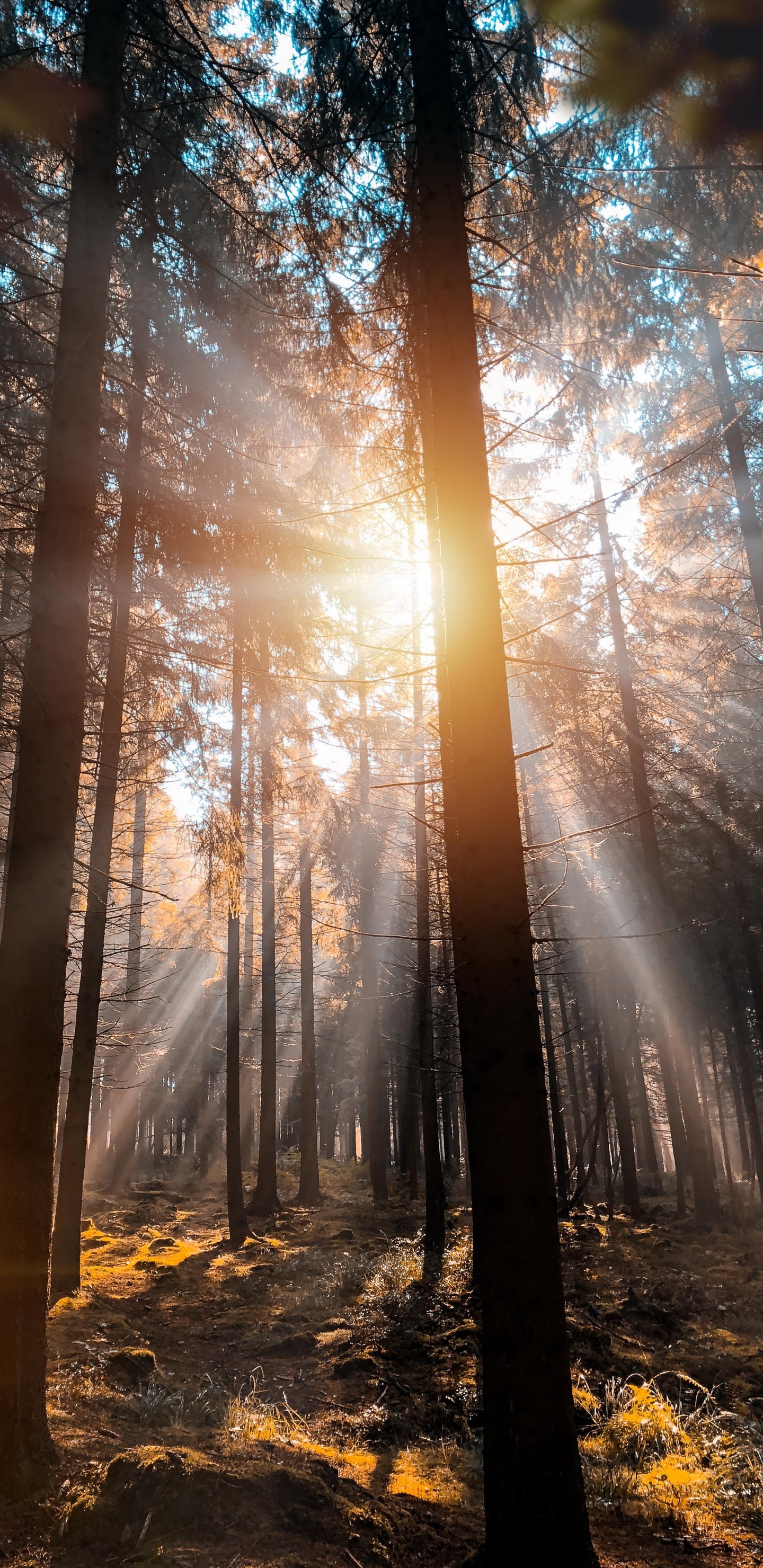 Обои природа, Гоночная трасса Спа-Франкоршам, дерево, Франкоршам, атмосфера в разрешении 1440x2960