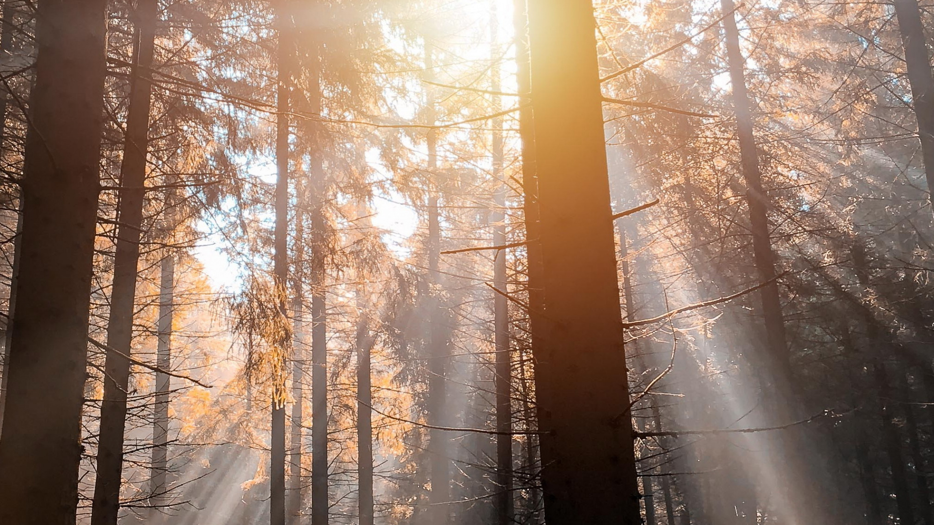 Обои природа, Гоночная трасса Спа-Франкоршам, дерево, Франкоршам, атмосфера в разрешении 1920x1080