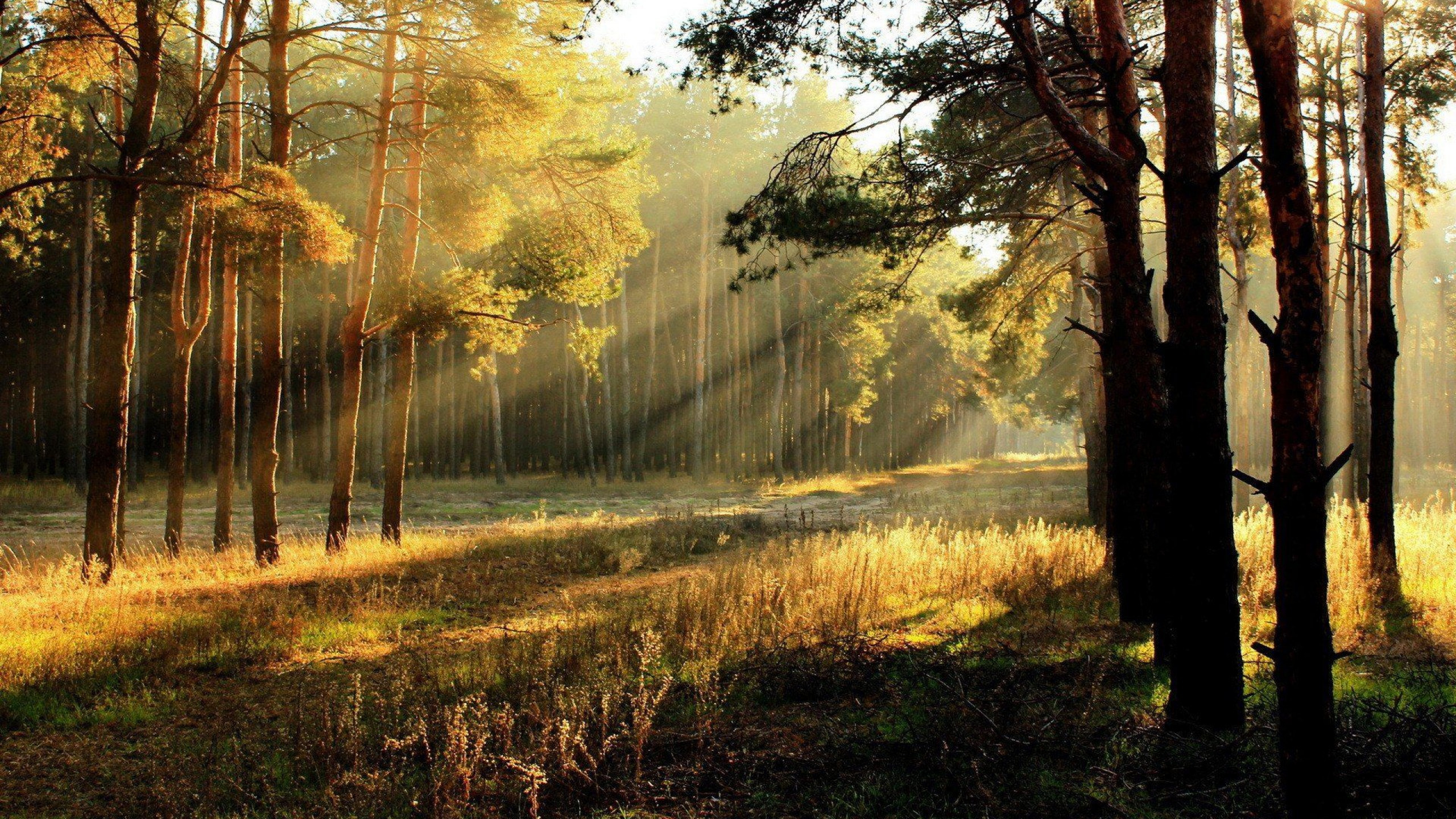 Обои лес, солнечный свет, дерево, природа, лесистая местность в разрешении 2560x1440