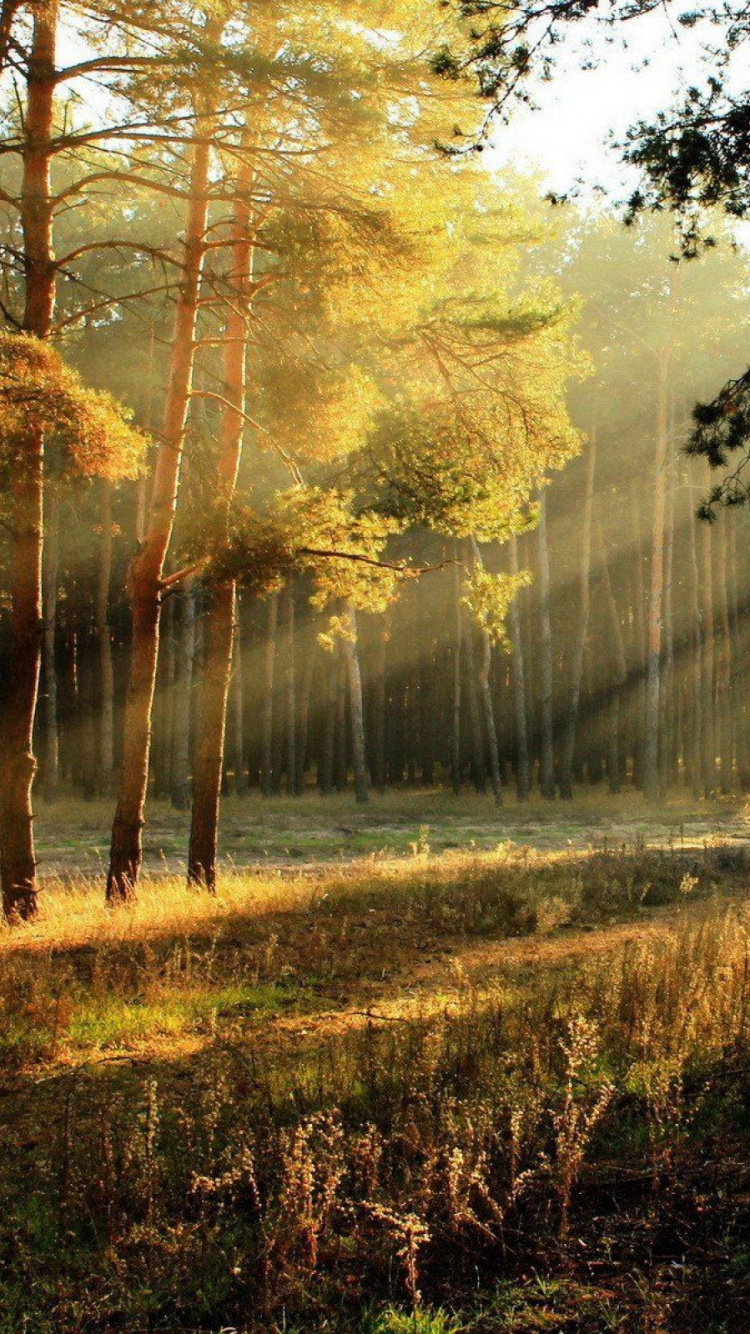 Обои лес, солнечный свет, дерево, природа, лесистая местность в разрешении 750x1334