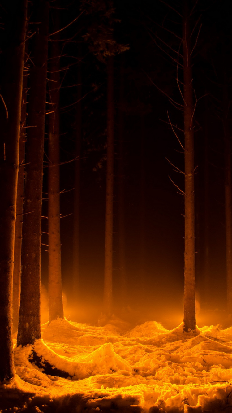 Обои лес, огонь, пламя, дерево, атмосфера в разрешении 750x1334