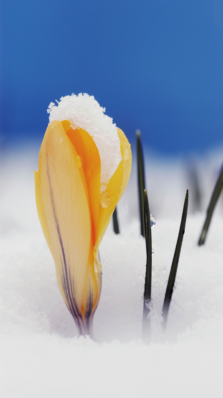 Обои Крокус, цветок, снег Крокус, Крокус вернусь, растение в разрешении 750x1334