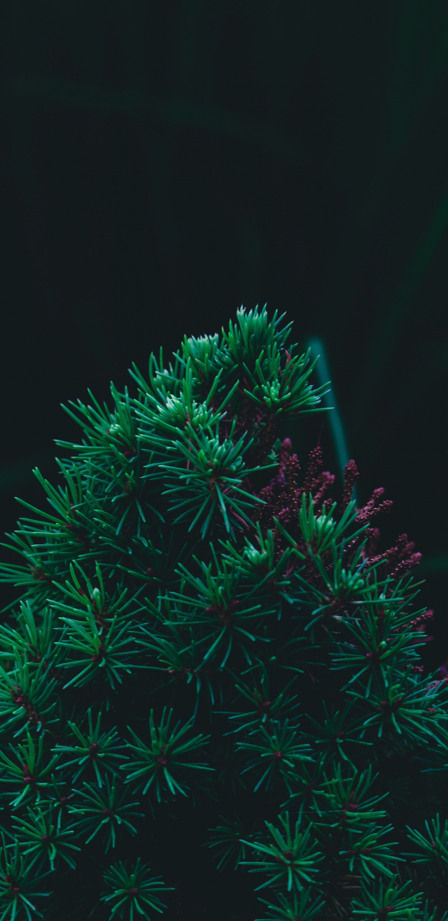 Обои сосна, пихта, зеленый, елка, дерево в разрешении 1440x2960